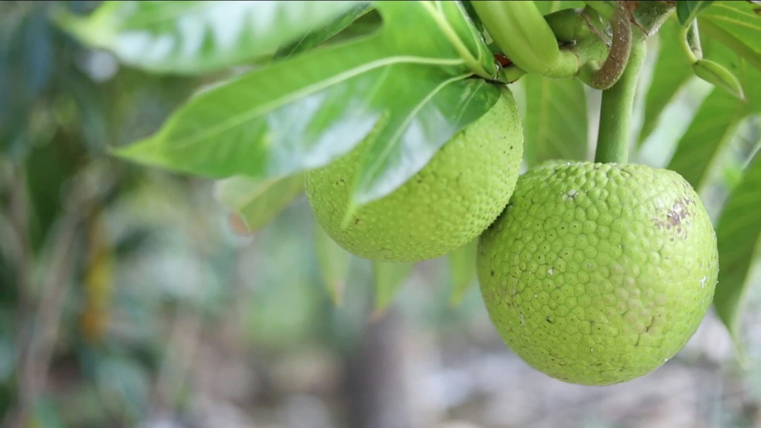 ISLAND OF RESILIENCE